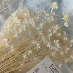 小さなお花　スターフラワーミニ　ホワイト　小分け