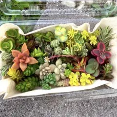 多肉植物　セダム　カット苗　詰め合わせ