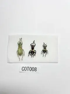 フィリピンのカタゾウムシ 昆虫標本 - メルカリ