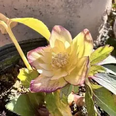 2026年最新】大木ナーサリー クリスマスローズの人気アイテム - メルカリ