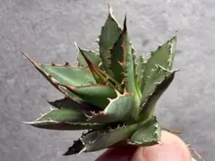 G-f様 リクエスト 2点 まとめ商品