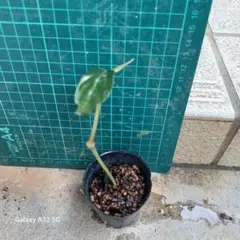 マサユキ様 リクエスト 2点 まとめ商品