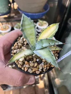 アガベコロラータ幹立ち　アメリカ産 親株 白い‼️ アガベコロラータ幹立ち アメリカ産 親株 白い‼️ - メルカリ