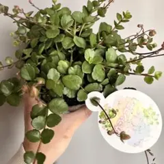 mika様 リクエスト 2点 まとめ商品