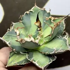 選抜株　特選　アガベ チタノタ \"凱撒錦\" シーザー錦 \"覆輪斑\" 極上　親株 Yahoo!オークション -「シーザー錦」の落札相場・落札価格