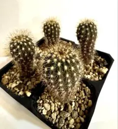 2026年最新】ペクチニフェラの人気アイテム - メルカリ