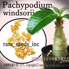 2025年最新】ウィンゾリー 実生の人気アイテム - メルカリ