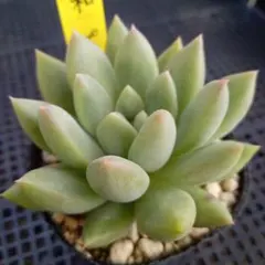 多肉植物♡プリンセスパール 抜き苗 - メルカリ