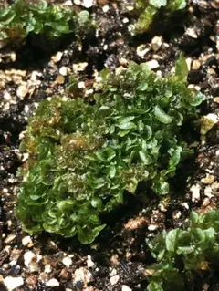 2026年最新】レカノプテリスの人気アイテム - メルカリ