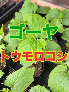 50)北もみじ2000 玉ねぎの苗 - メルカリ
