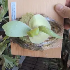 ビカクシダ 欲張り3点セット 早いもの勝ち ビカクシダ 欲張り3点セット ③ 早いもの勝ちですぞ(^^) - メルカリ