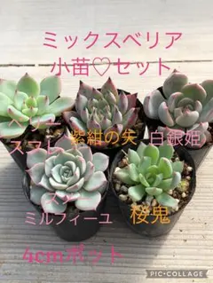 たまこ様 リクエスト 2点 まとめ商品