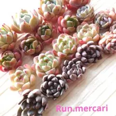 z多肉植物エケベリア【カット苗】☆詰め合わせセット☆数量限定
