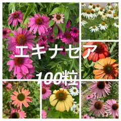 miitanプロフィール必読様 リクエスト 3点 まとめ商品