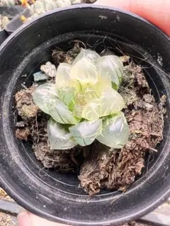 オブツーサ錦　水中の月　''【ラスト】