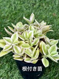 ④3☆根付き☆ベビーサンローズ☆白花☆大放出☆4株=699円☆ - メルカリ