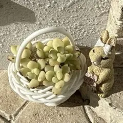 キャンディミッキー セドイデス錦 多肉植物 韓国苗 カット苗