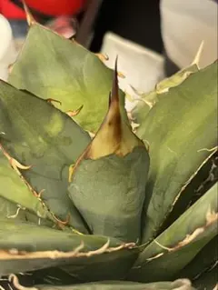 2026年最新】オアハカ 実生の人気アイテム - メルカリ