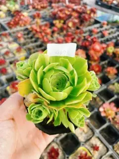 90 #観葉植物 アエオニウム錦 ❤️翡翠琉璃❤️1大頭9cm 拔き苗 - メルカリ