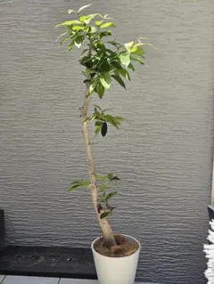 フィカス ウンベラータ 153cm8号 S-shaped tree form - メルカリ