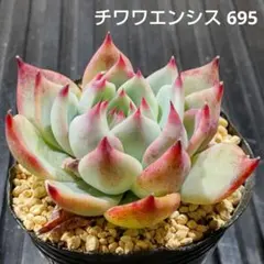 チワワエンシス 695 エケベリア 多肉植物 抜き苗