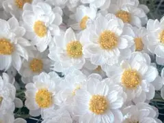 Feliceフェリーチェ❤︎プロフ見てね様 リクエスト 2点 まとめ商品