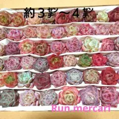q多肉植物カット苗☆寄植えセット☆限定