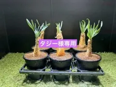 2026年最新】ハエマンソイデスの人気アイテム - メルカリ