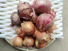 赤白タマネギ　(農薬不使用)のサムネイル