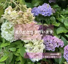 momo様♡キープご予約分専用ページ