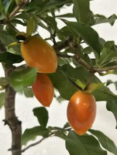 2025年最新】柿 盆栽の人気アイテム - メルカリ