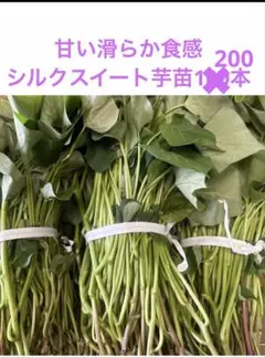 シルクスイート　300本　新鮮さつまいも苗　無農薬 無農薬シルクスイート芋苗300本 - メルカリ