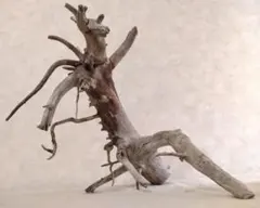 2026年最新】ブランチ 流木の人気アイテム - メルカリ