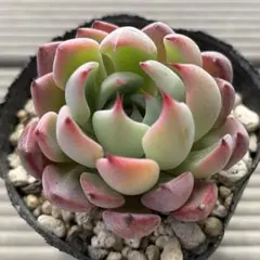 可愛い！！　多肉植物　ラブリーローズ錦　虹斑　繁殖苗　抜き苗 可愛い！！ 多肉植物 ラブリーローズ錦 虹斑 繁殖苗 抜き苗 - メルカリ