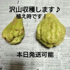 2026年最新】ハヤトウリ 種の人気アイテム - メルカリ