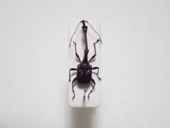 昆虫標本 キリンクビナガオトシブミ ペア - メルカリ