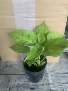 AK様 リクエスト 2点 まとめ商品