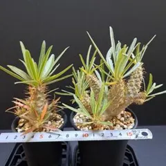 【メルカリ便】パキポディウム 実生4種4株セット メルカリ便】パキポディウム 実生4種4株セット