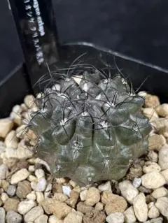 2025年最新】エリオシケの人気アイテム - メルカリ