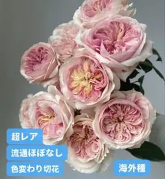 レアバラ苗 グリーンアィ美人ちゃん 大苗 - メルカリ