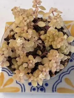 多肉植物《ブロウメアナ》 A抜き苗