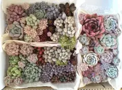 多肉植物カット苗抜き苗詰め合わせセット