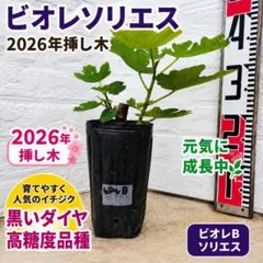 ビオレソリエス 太枝挿し幼苗 Bのサムネイル