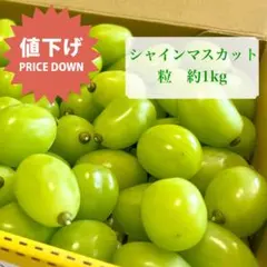 農家直送 朝採り シャインマスカット 粒売り 約1キロのサムネイル