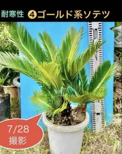 2026年最新】黄金蘇鉄の人気アイテム - メルカリ