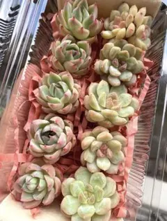 現品のみ❣️10苗詰め合わせセット❣️多肉 韓国苗 寄せ植え カット苗のサムネイル