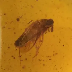 レア極上品 PA157虫入り琥珀化石　ミャンマーカムティかタナイ9900万年前