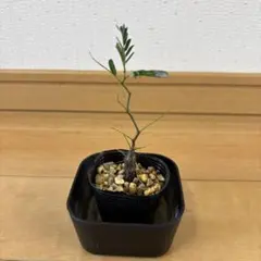 K Dr.様 リクエスト 3点 まとめ商品