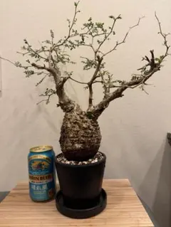 コミフォラ カタフ サクシコラ セット売り - メルカリ
