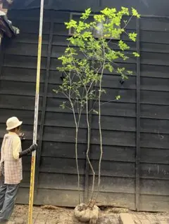 超希少・現在輸入不可】樹齢100年超 パキラ 特大 高さ約200cm 幹極太